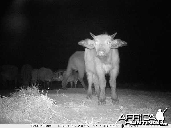 Buffalo on Trail Camera