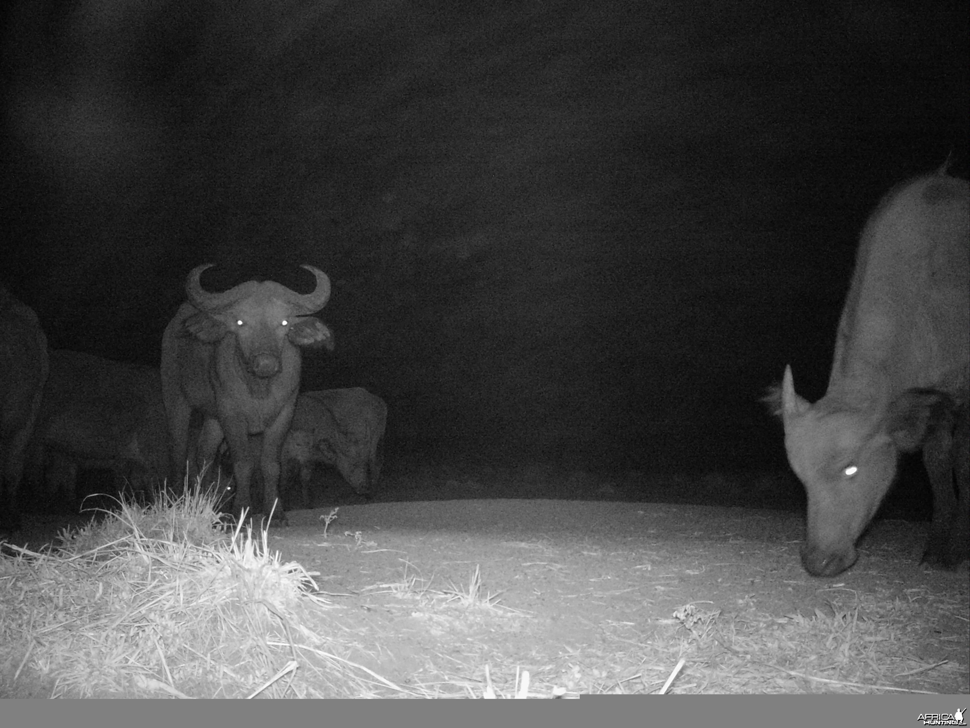 Buffalo on Trail Camera