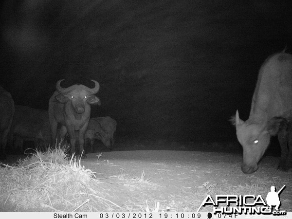 Buffalo on Trail Camera