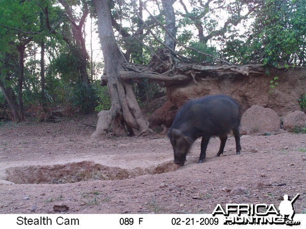 Giant Forest Hog on Trail Camera