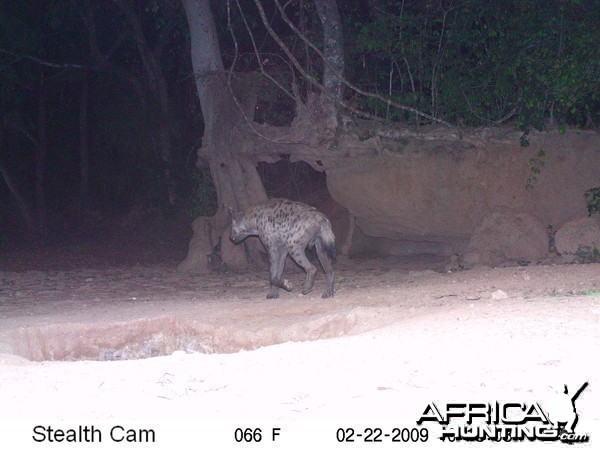 Spotted Hyena on Trail Camera