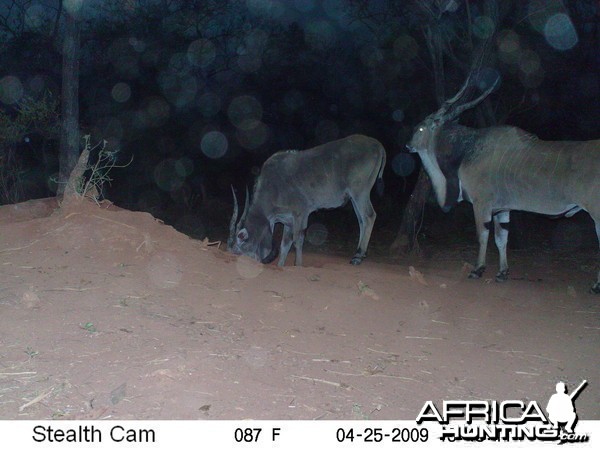 Giant Eland on Trail Camera