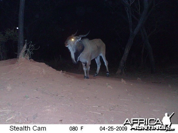 Giant Eland on Trail Camera