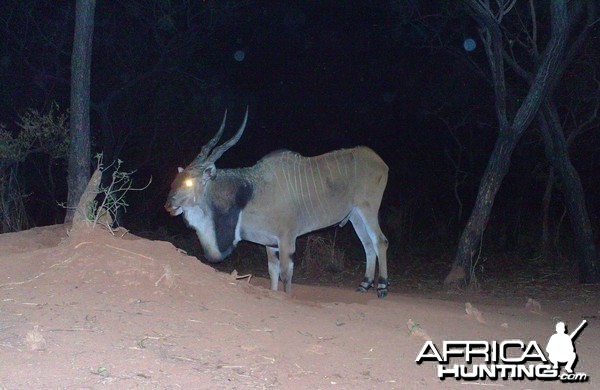 Giant Eland on Trail Camera