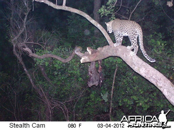 Leopard on Trail Camera