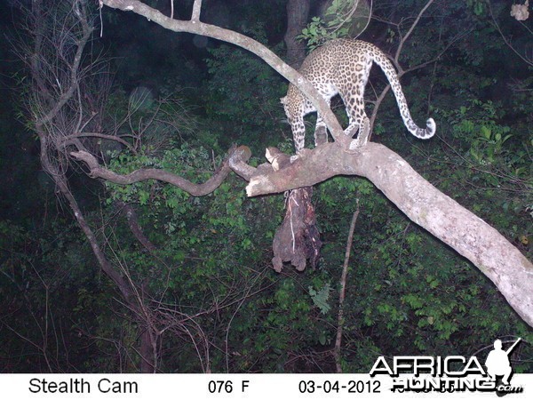 Leopard on Trail Camera