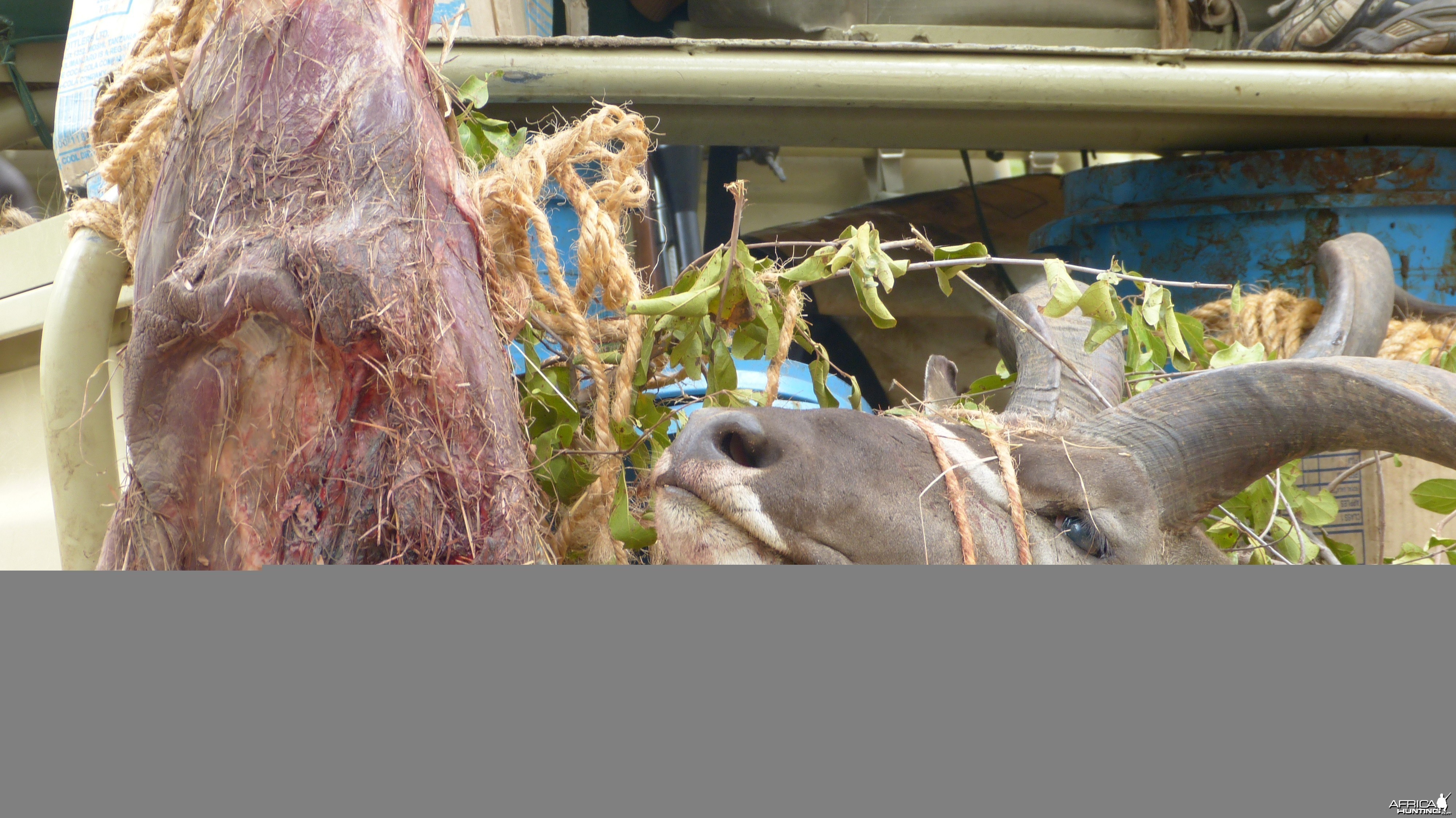 Hunting Kudu