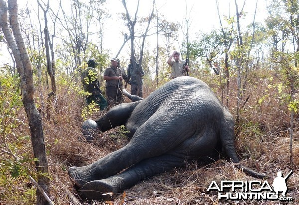 Hunting Elephant