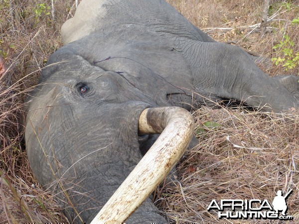 Hunting Elephant