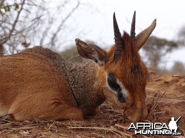 Hunting Kirk Dik-Dik