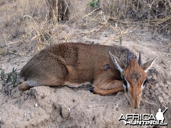 Hunting Kirk Dik-Dik