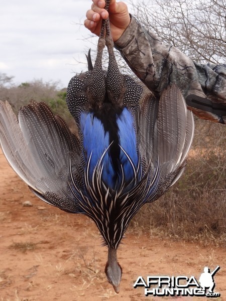 Hunting Guineafowl