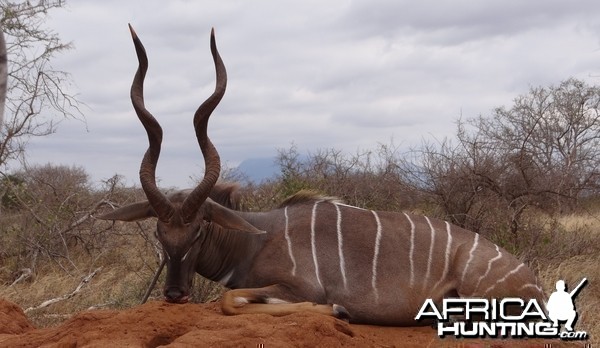 Hunting Lesser Kudu