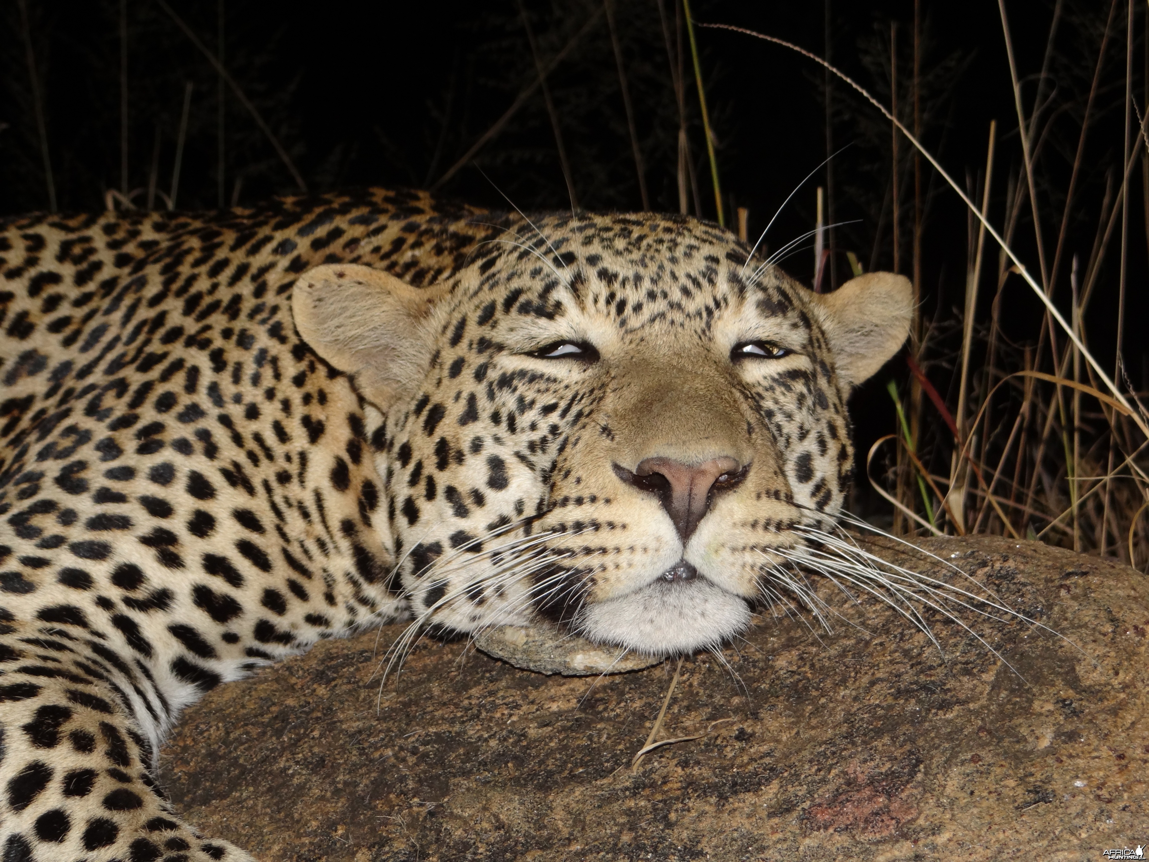 Hunting Leopard