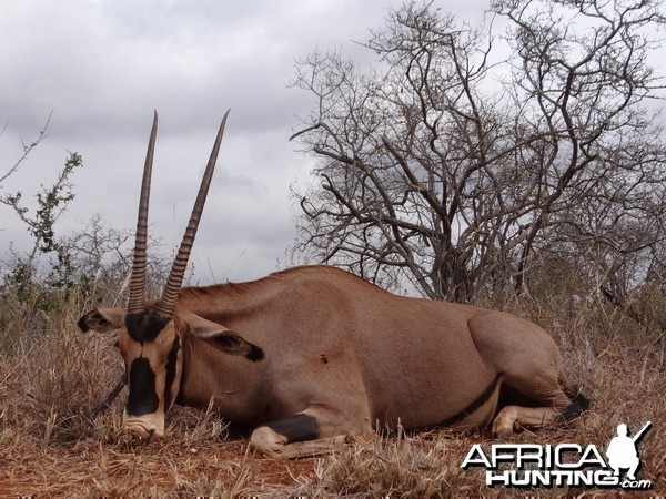 Hunting Fringe Eared Oryx