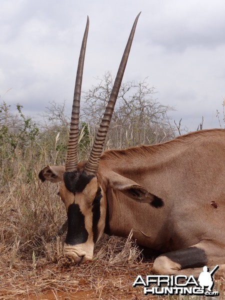 Hunting Fringe Eared Oryx