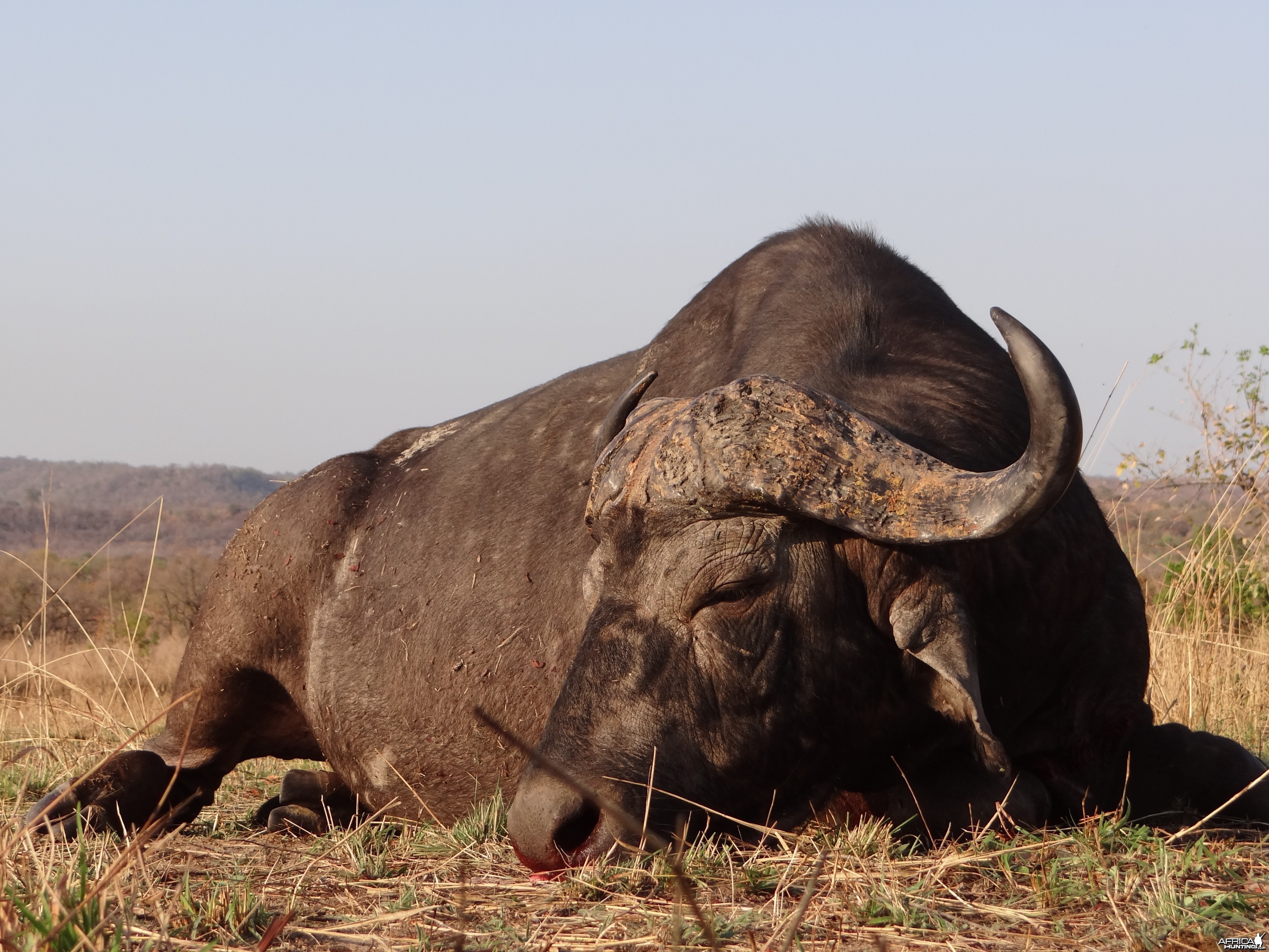 Hunting Buffalo