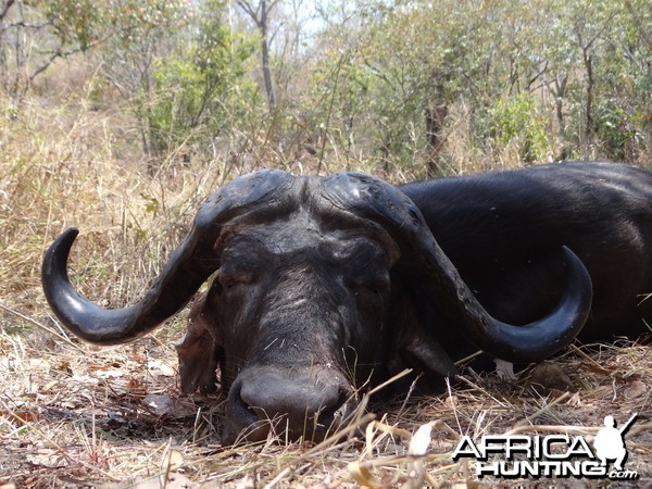 Hunting Buffalo