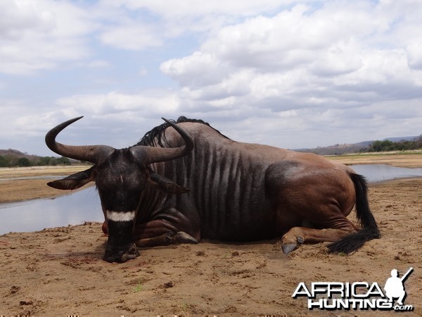 Hunting Nyasaland Wildebeest