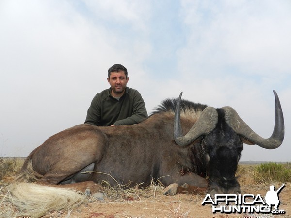 Black Wildebeest hunted with Wintershoek Johnny Vivier Safaris