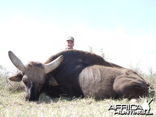 Gaur hunted with Wintershoek Johnny Vivier Safaris