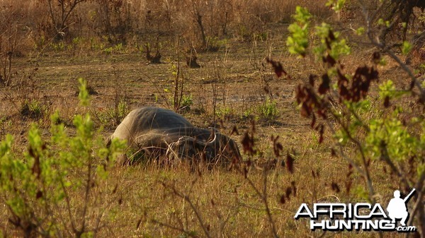 Buffalo