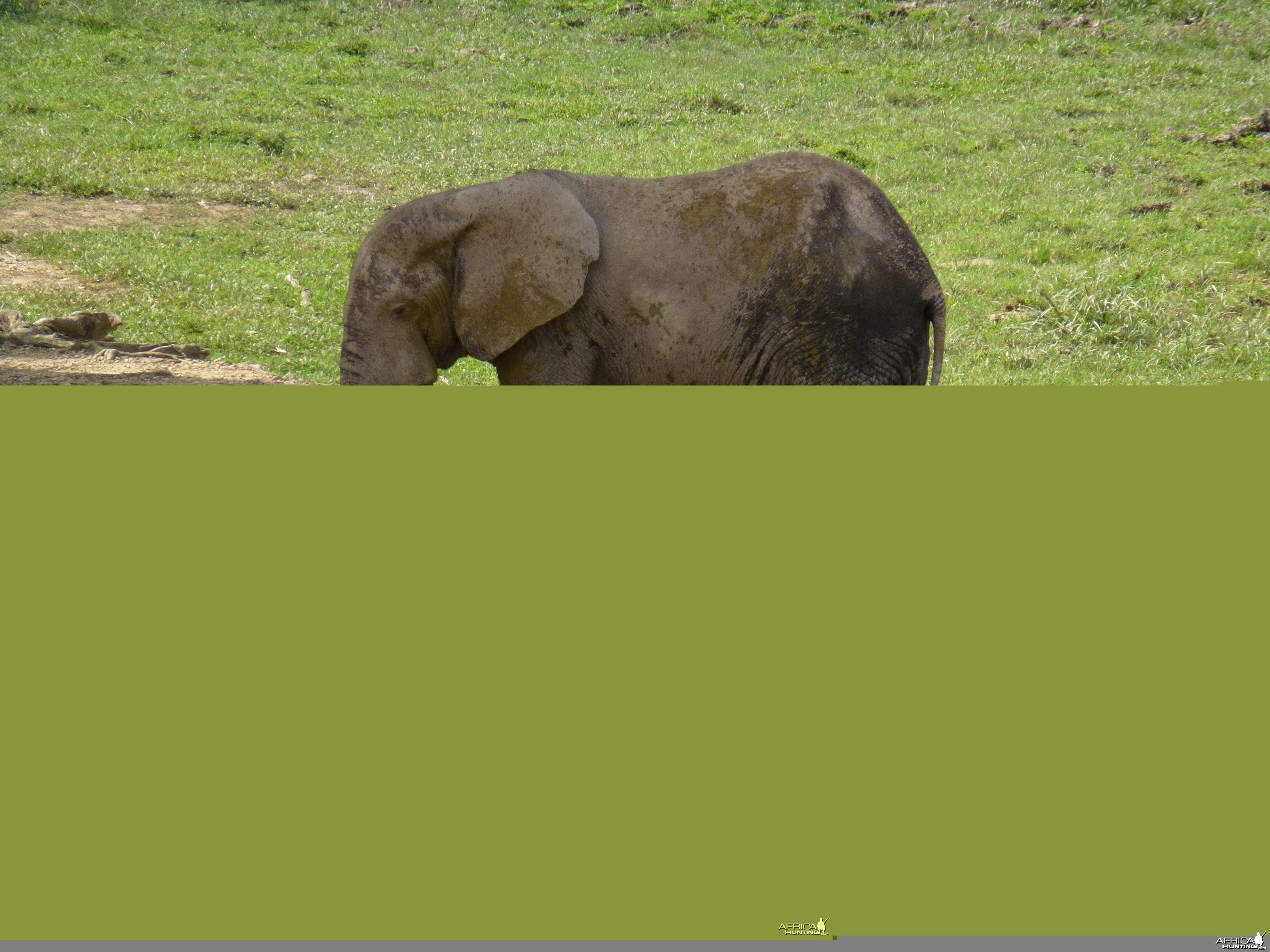 Elephant