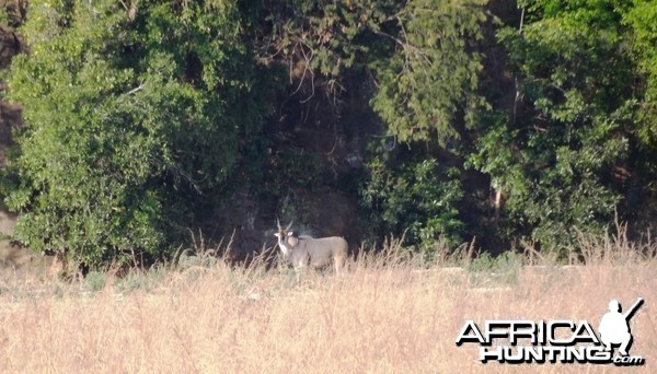 Eland