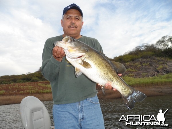 Bass of Sinaloa in Western Mexico