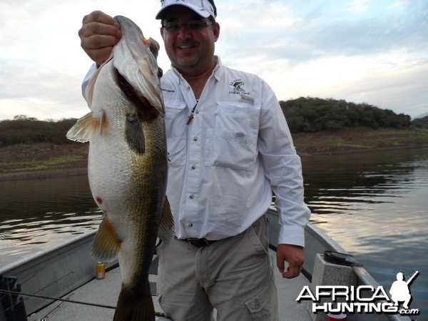 Bass of Sinaloa in Western Mexico