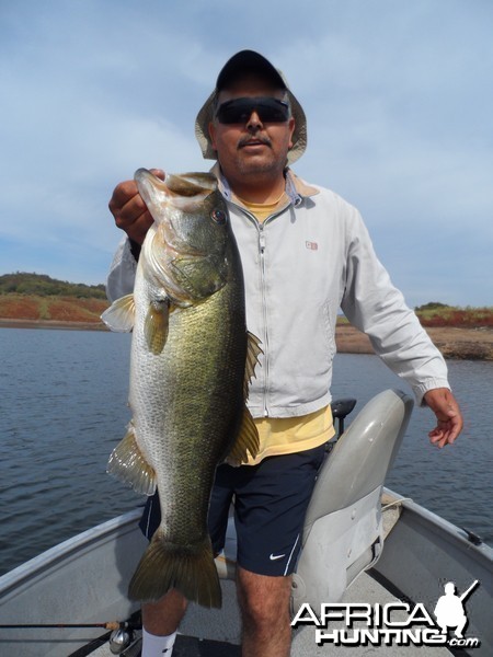 Bass of Sinaloa in Western Mexico