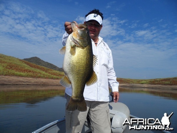 Bass of Sinaloa in Western Mexico