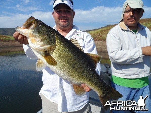 Bass of Sinaloa in Western Mexico