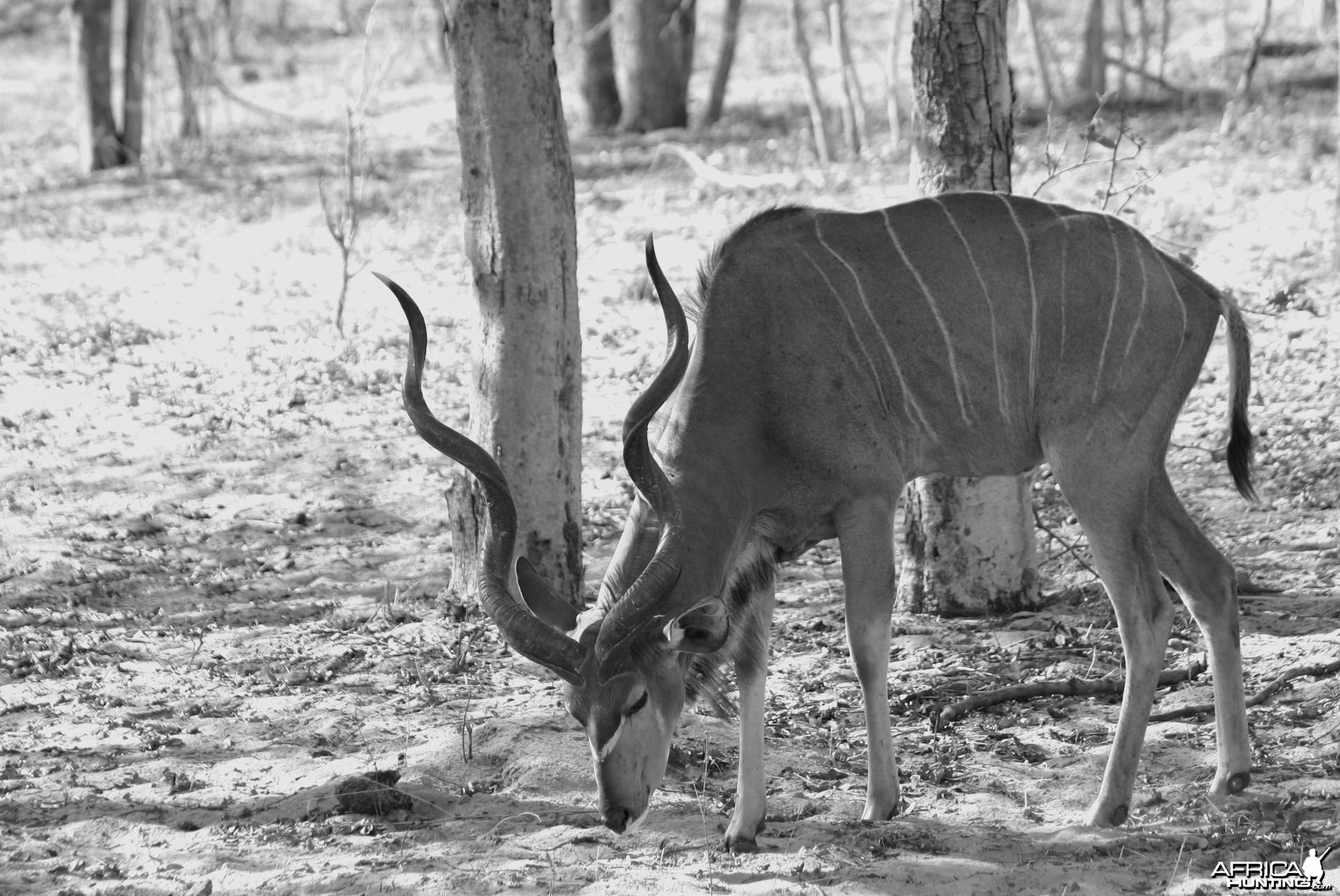 Kudu