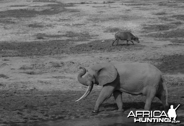 Forest Elephant