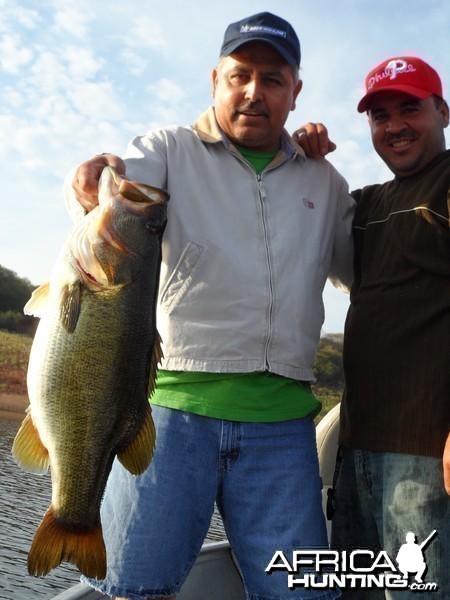 Bass of Sinaloa in Western Mexico