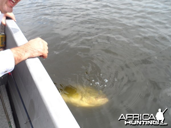 Bass of Sinaloa in Western Mexico