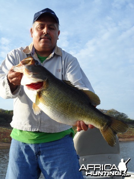 Bass of Sinaloa in Western Mexico