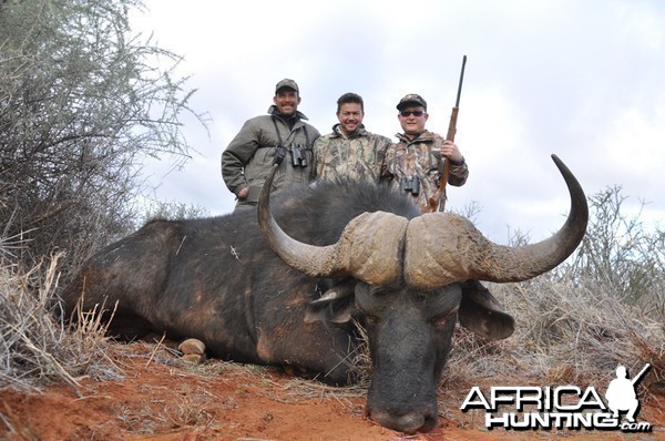 Buffalo hunted with Wintershoek Johnny Vivier Safaris