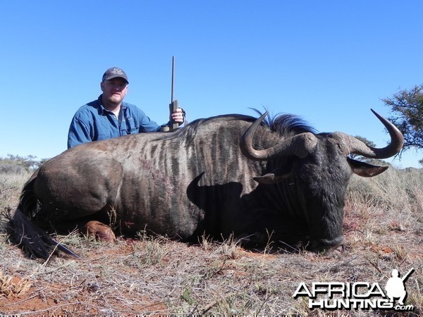 Blue Wildebeest hunted with Wintershoek Johnny Vivier Safaris