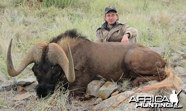 Black Wildebeest hunted with Wintershoek Johnny Vivier Safaris
