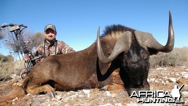 Black Wildebeest hunted with Wintershoek Johnny Vivier Safaris