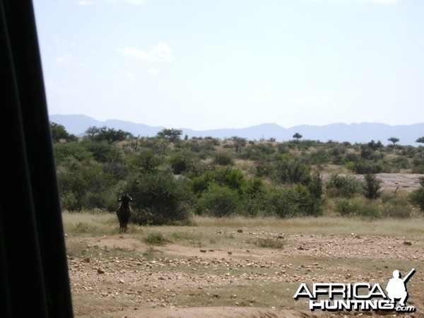 Black Wildebeest