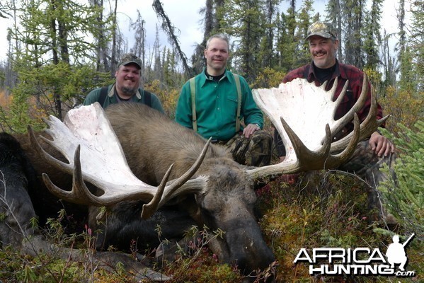Alaskan Yukon Moose