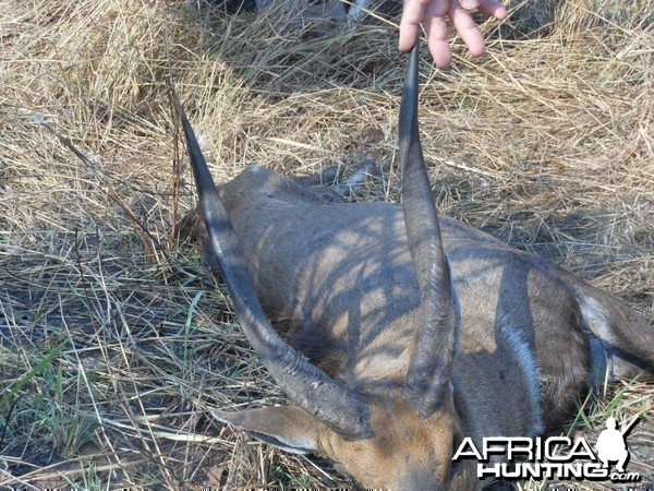 MOZAMBIQUE HUGH CHOBE BUSHBUCK