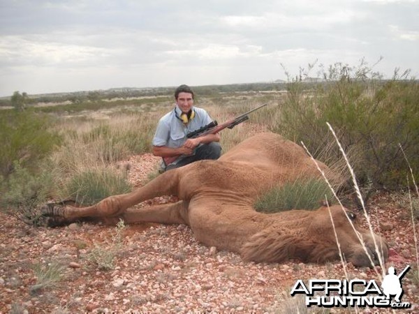 Hunting Camel in the Australian Outback