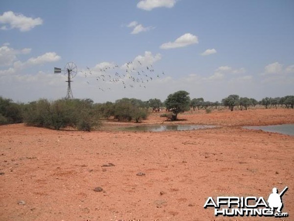 Hunting Camel in the Australian Outback