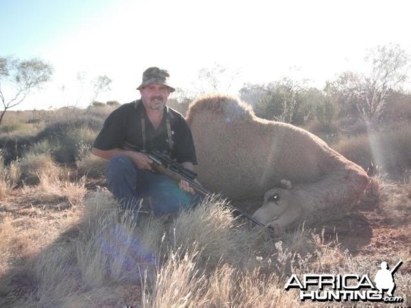 Hunting Camel in the Australian Outback