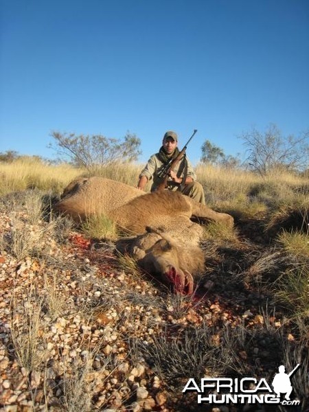 Hunting Camel in the Australian Outback