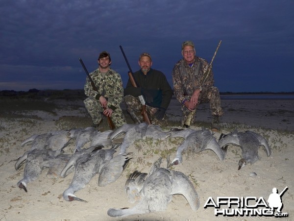 Sandhill Cranes 2012